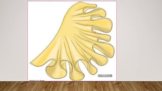 MED LEVEL II GIT Mobile part of small intestine смотреть онлайн