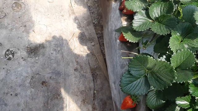 Клубника сорта Кабрилло в теплице на 30.03.2020г смотреть онлайн