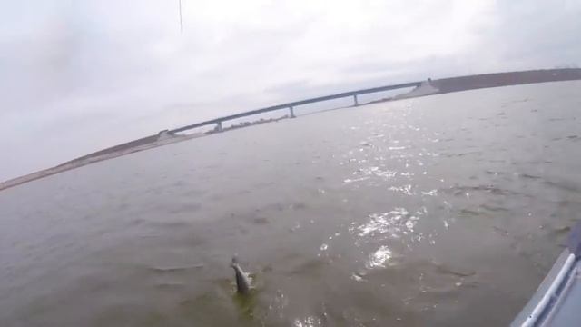 СУДАК КЛЮЁТ НА КАЖДОМ ЗАБРОСЕ!!! Весенний Спиннинг 2019 !Ловля Судака с лодки!Весенний Судак 2019! смотреть онлайн