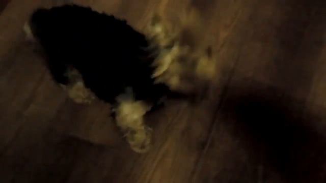 Йорк поет смотреть онлайн