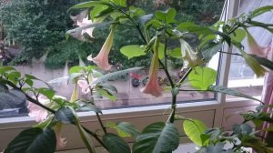 Brugmansia Angel trumpet in HD Vid