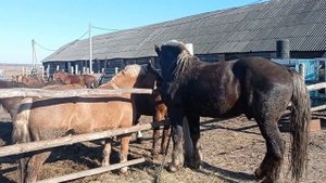 Жеребец пришло время случки