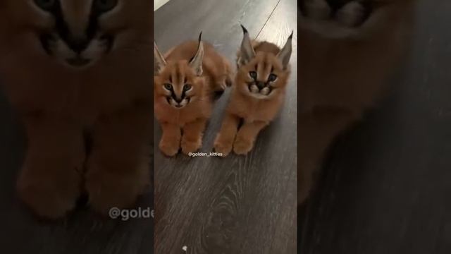 Чирикают как птички  каракал флоппа котеноккаракал caracal cats