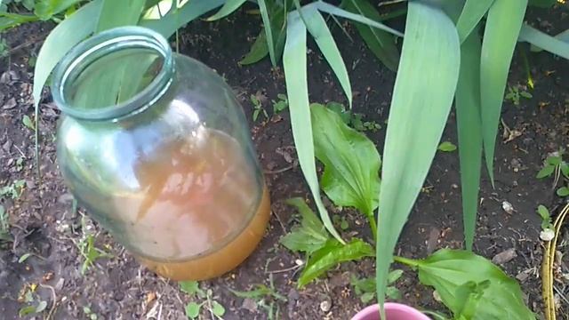 Эксперимент с яблочным вином от хлороза гортензии смотреть онлайн