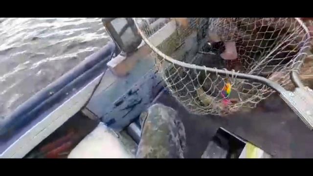 Троллинг.Рыбалка на РЫБИНСКОМ ВОДОХРАНИЛИЩЕ.#77 смотреть онлайн