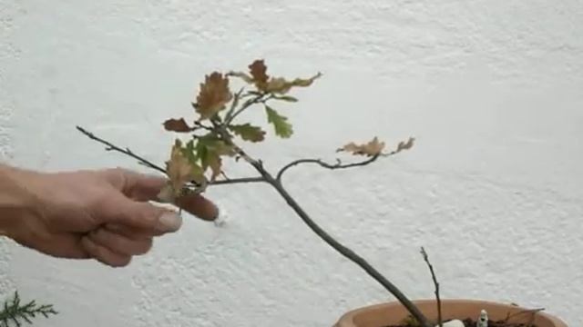 1ª poda hojas quercus robur смотреть онлайн