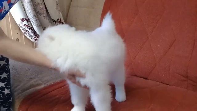 Щенок самоеда (пищит за кадром другой щенок,тоже на фото сессию хочет) смотреть онлайн