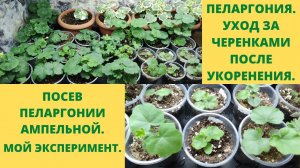 Выращивание пеларгонии по новому.Эксперимент Пеларгонии из черенка.Чем удобряю?Как формирую кустик.?