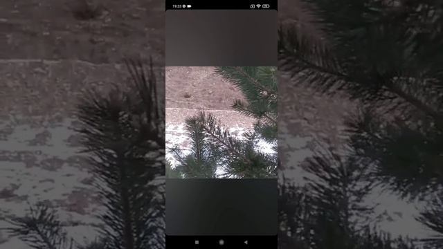 Охота на кабана смотреть онлайн