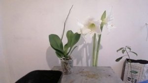 Амариллис. Правильная посадка. Правильный уход.