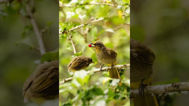 Релакс музыка для сна пение птиц смотреть онлайн
