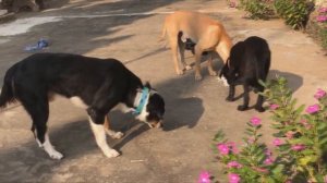 Episode 18 | Dogs Lack Food | By Dog Food TV