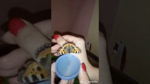 Кормление бабочки зимой.Чем кормить бабочек!