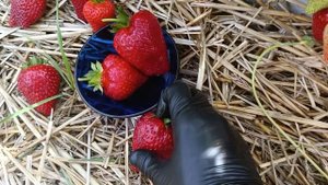 сорт Крапо10 в горшках. Земляничная Исландия