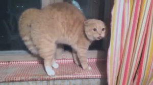 Кот ругается! Испугался Шапки! СМЕХ!