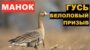 ?ГОЛОС (МАНОК) ГУСЬ БЕЛОЛОБЫЙ ПРИЗЫВ