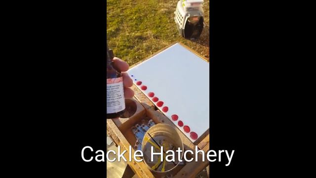 Blood Testing Chickens | Cackle Hatchery смотреть онлайн