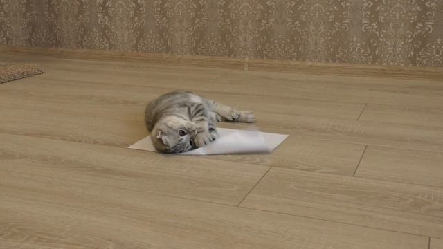Шотландский вислоухий котенок играет с листом бумаги. Смешной кот. Funny cat смотреть онлайн