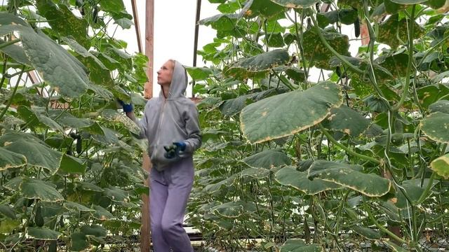 1440 кг с 4 теплиц - сборы огурца 13.09.2021г. смотреть онлайн
