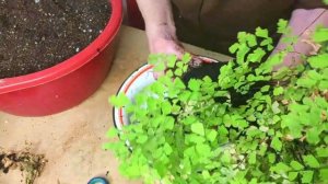 Венерин волос -  нежный и капризный папоротник