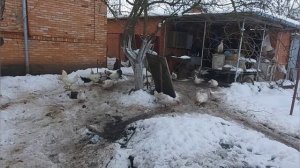 Сколько свинья съедает комбикорма до забоя ? Как и сколько кормим поросят ? Вся правда из деревни