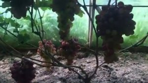 Виноград Дарвика селекции Калугина В.М. 2020г