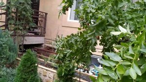 5 поводов посадить зизифус.