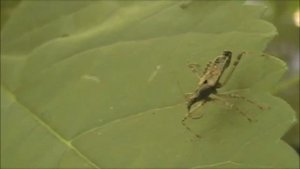 Клоп-охотник бескрылый и интересные факты о нем