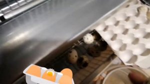 Видеообзор на содержание перепелов 😉🐥