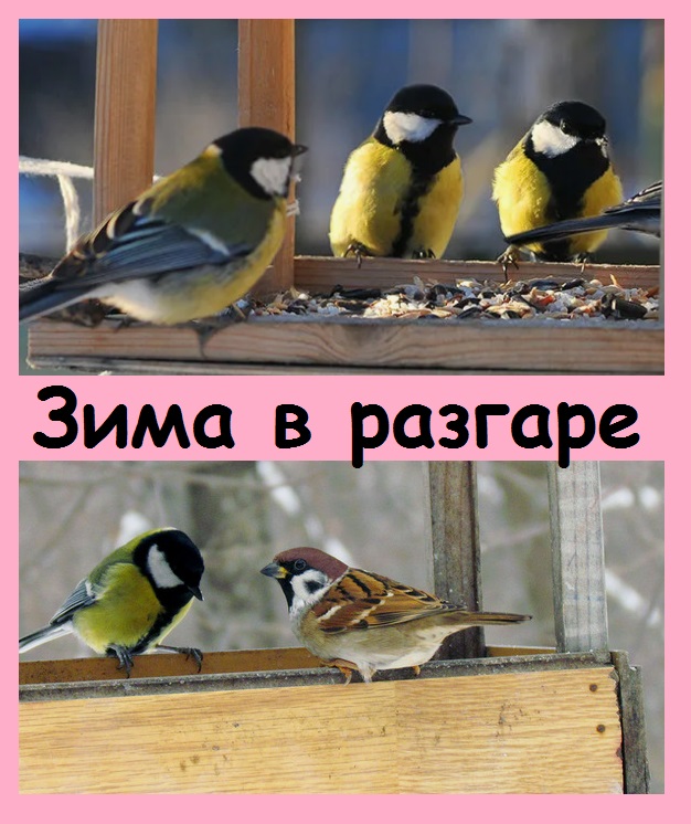 Зима в разгаре, синицы собираются вокруг кормушек, где всегда есть корм