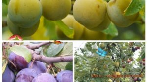 Слива обыкновенная Зареченская желтая - Ренклод колхозный ? обзор: как сажать, саженцы сливы