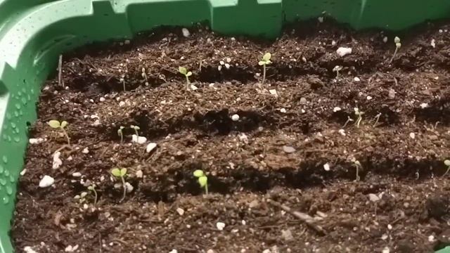 Обзор моих всходов. Полив.Черная ножка.Петуния,виола,гацания,катарантус,лобелия, мимулюс,гвоздика. смотреть онлайн