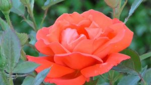 Flower Blooming Time Lapse | Watch Flower Bloom in front of your eyes