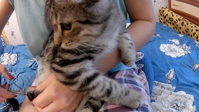 Подстригание когтей у кошек.[Как правильно подстричь когти вашим котам]