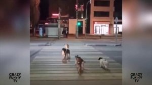 автоприколы.mp4