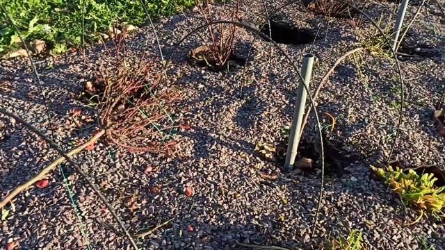 Штамбовые розы! Укрытие! часть 2! смотреть онлайн