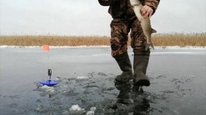 Ловим щуку по перволёдию. Просто огонь.