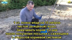 Осенняя высадка плодовых деревьев.