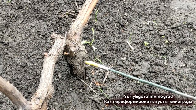 ? Сделай ЭТО ПРЯМО сегодня! Как омолодить ЗАПУЩЕННЫЙ или СТАРЫЙ куст винограда. Нужны ЭТИ почки! смотреть онлайн