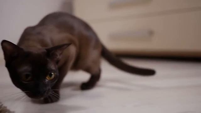 Европейская Бурма – все о породе кошек | Traditional European Burmese Kitten.