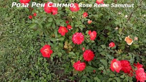 Яркие розы шрабы, которые притягивают мах восторженных взглядов. Необычайной красоты цветки!