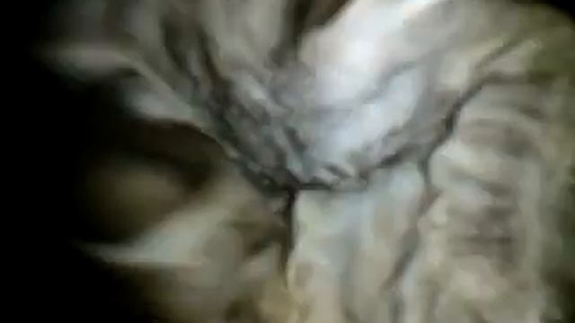 Коты сосут друг у друга смотреть онлайн