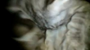 Коты сосут друг у друга