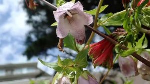 ヤマホタルブクロ（キキョウ科） Campanula punctata var. hondoensis