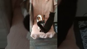 Собака Джек Рассел терьер и кошка