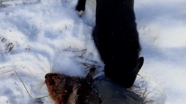 Отличная рыбалка.Собака взяла бобра.#goodfinish #fishing #caughtabeaver #beaver #pike #roach #fish