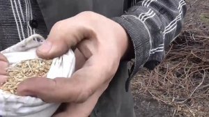 Как посеять Салат. Салат в открытом грунте