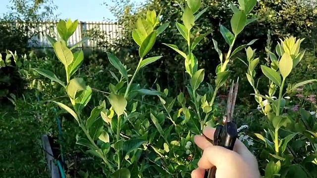Размножение Голубики черенкованием. Самый лёгкий способ.