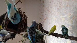 СУПЕР СТЕНД ДЛЯ ВОЛНИСТЫХ ПОПУГАЕВ! КАК СДЕЛАТЬ СВОИМИ РУКАМИ ИГРОВУЮ ПЛОЩАДКУ ДЛЯ ПТИЦ.