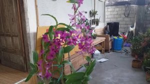 dendrobium bantimurung plan rimbun